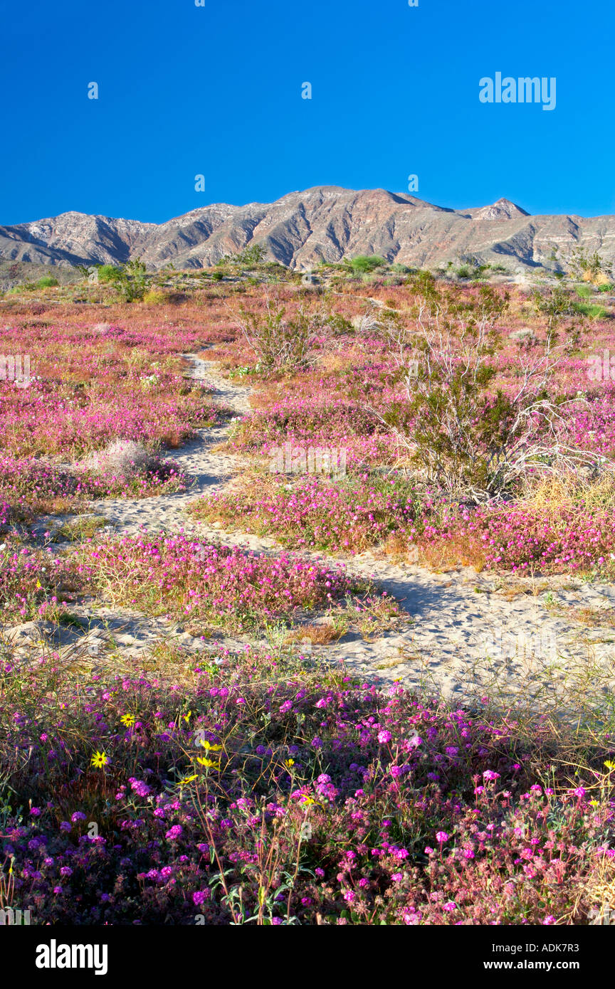 L'Onagre et dune boule de Anza Borrego Desert State Park en Californie Banque D'Images