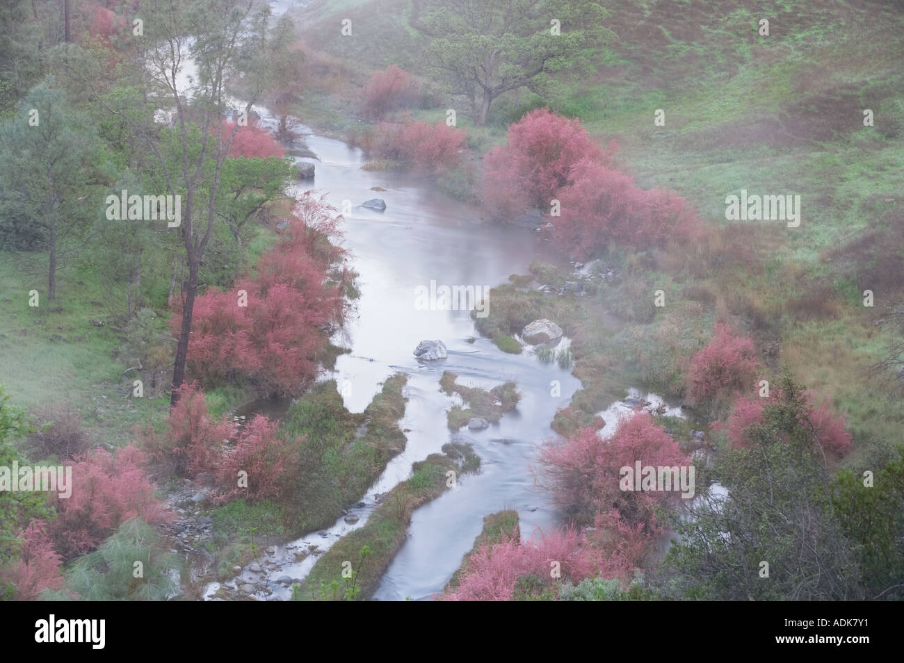 Saltcedar ou cinq étamines de tamaris Tamarix chinensis ramosissima le long de rives du ruisseau Bear avec brouillard Bear Valley en Californie Banque D'Images