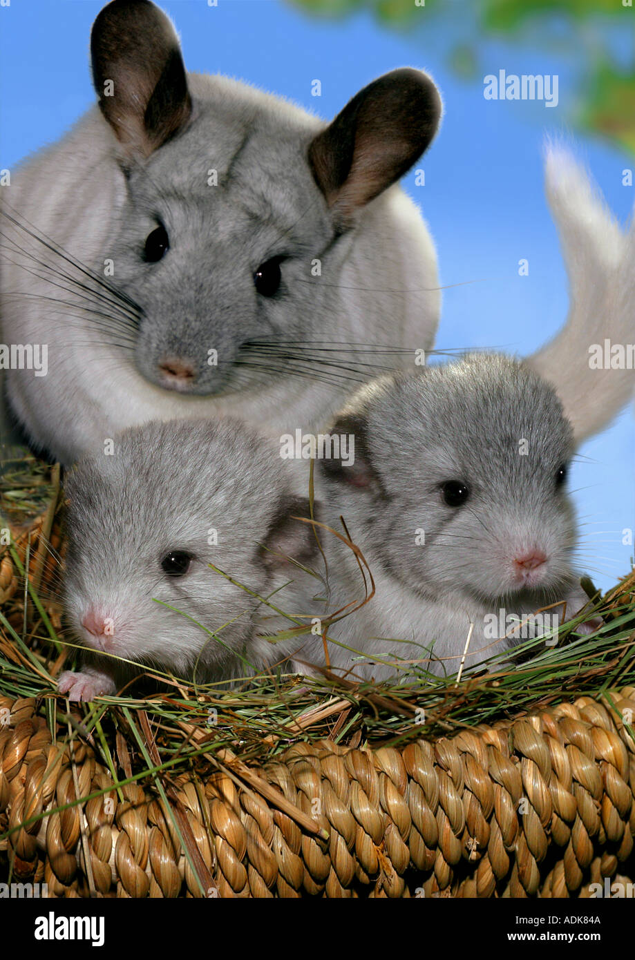 Chinchilla (Chinchilla chinchilla). Mère et deux jeunes. Allemagne Composition numérique Banque D'Images