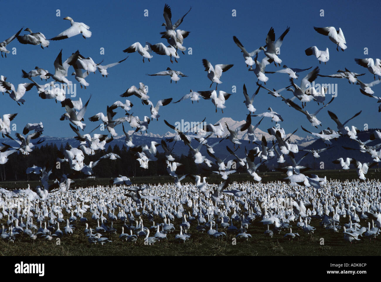 Des neiges, avec le mont Baker dans le fond près de Mount Vernon Skagit Comté l'État de Washington, USA Banque D'Images