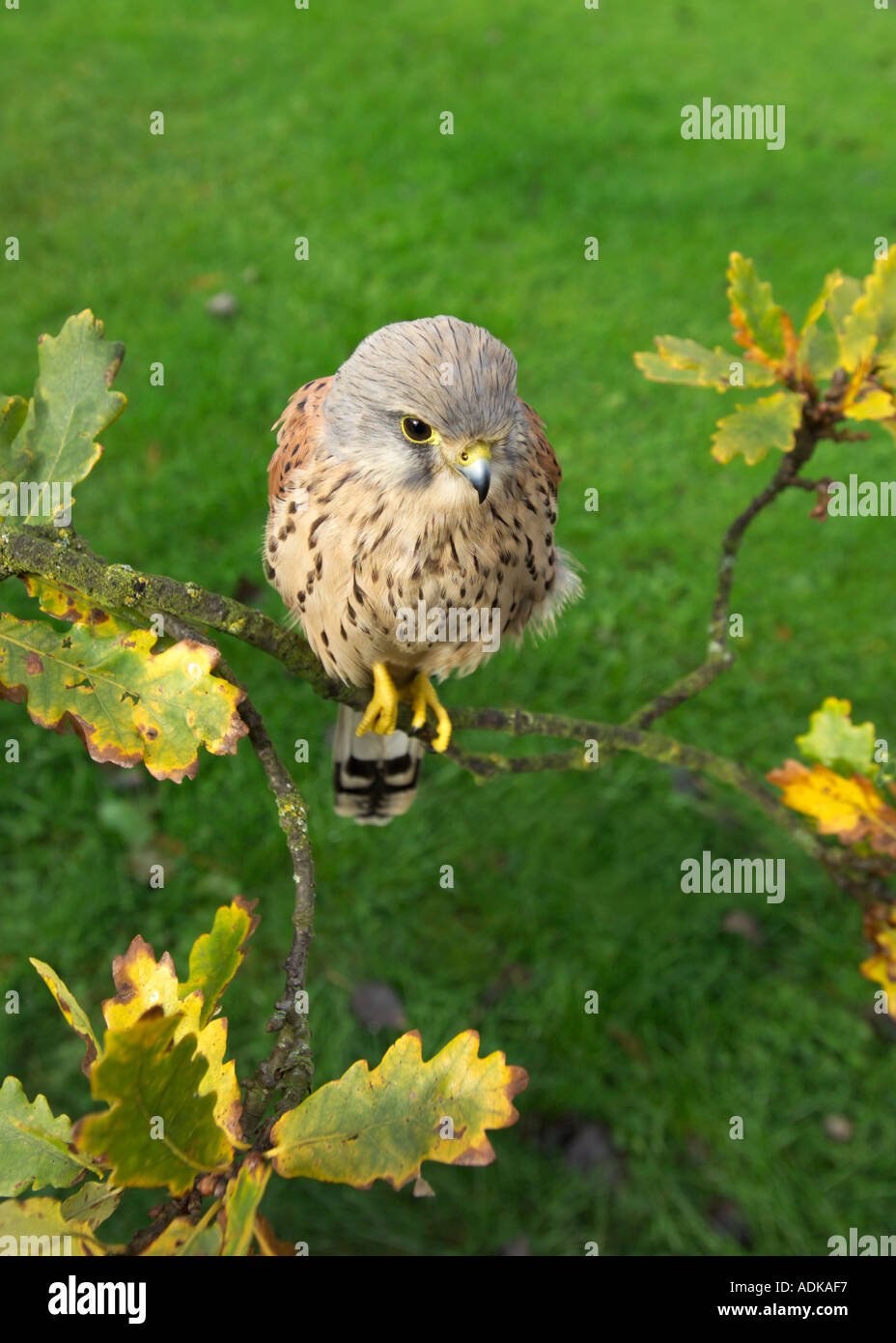 Kestrel Falco tunnunculus homme perché dans l'établissement Oak tree UK automne Banque D'Images