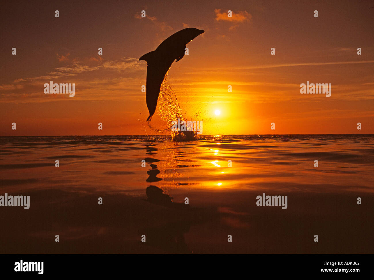 Grand dauphin Tursiops truncatus sautant Caraïbes Banque D'Images