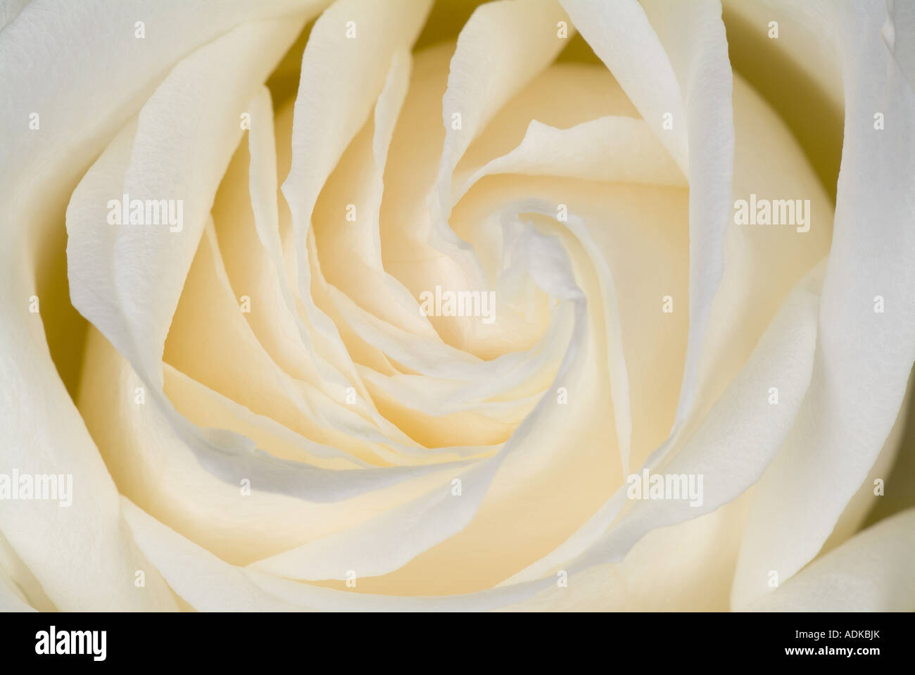 Portrait d'une rose blanche Banque D'Images
