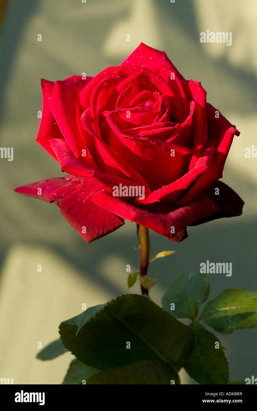 Portrait d'une rose rouge Banque D'Images