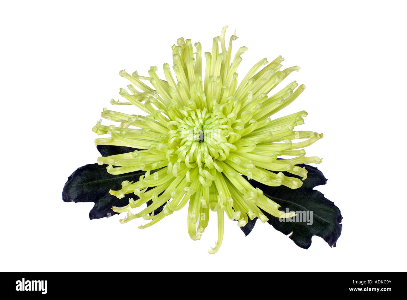 Portrait d'un chrysanthème araignée vert lime Banque D'Images