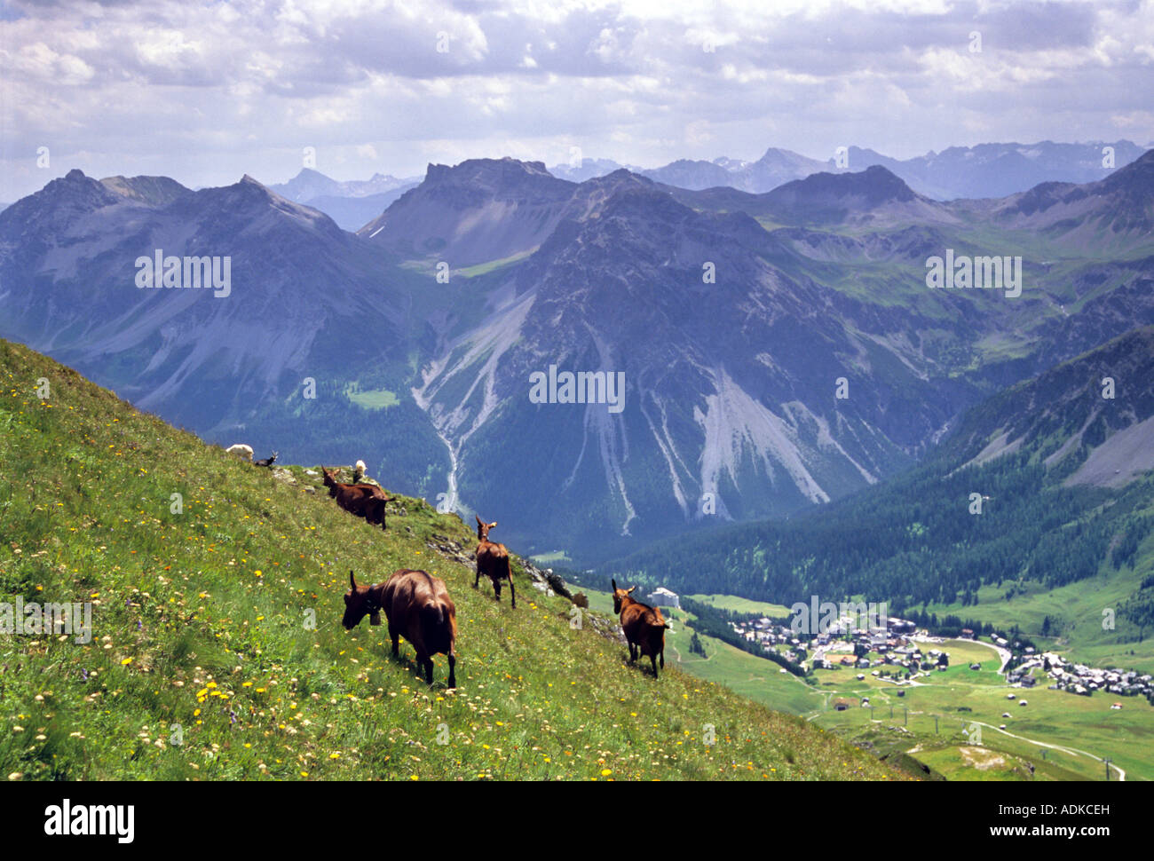 Le pâturage des chèvres sur les montagnes au-dessus de la station d'Arosa, près de Brig, Suisse Banque D'Images