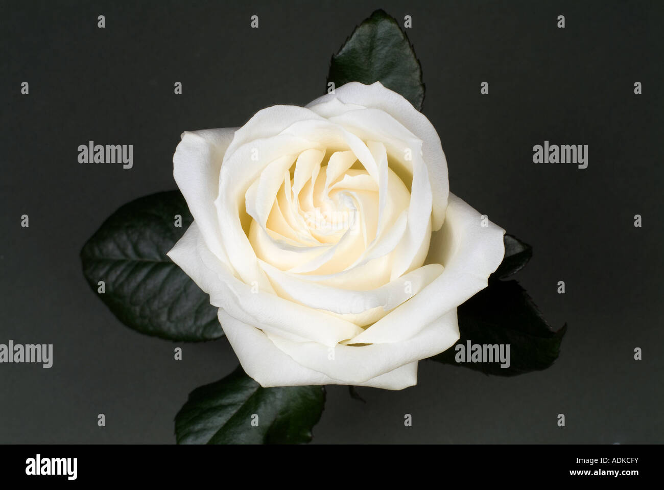 Portrait d'une rose blanche Banque D'Images