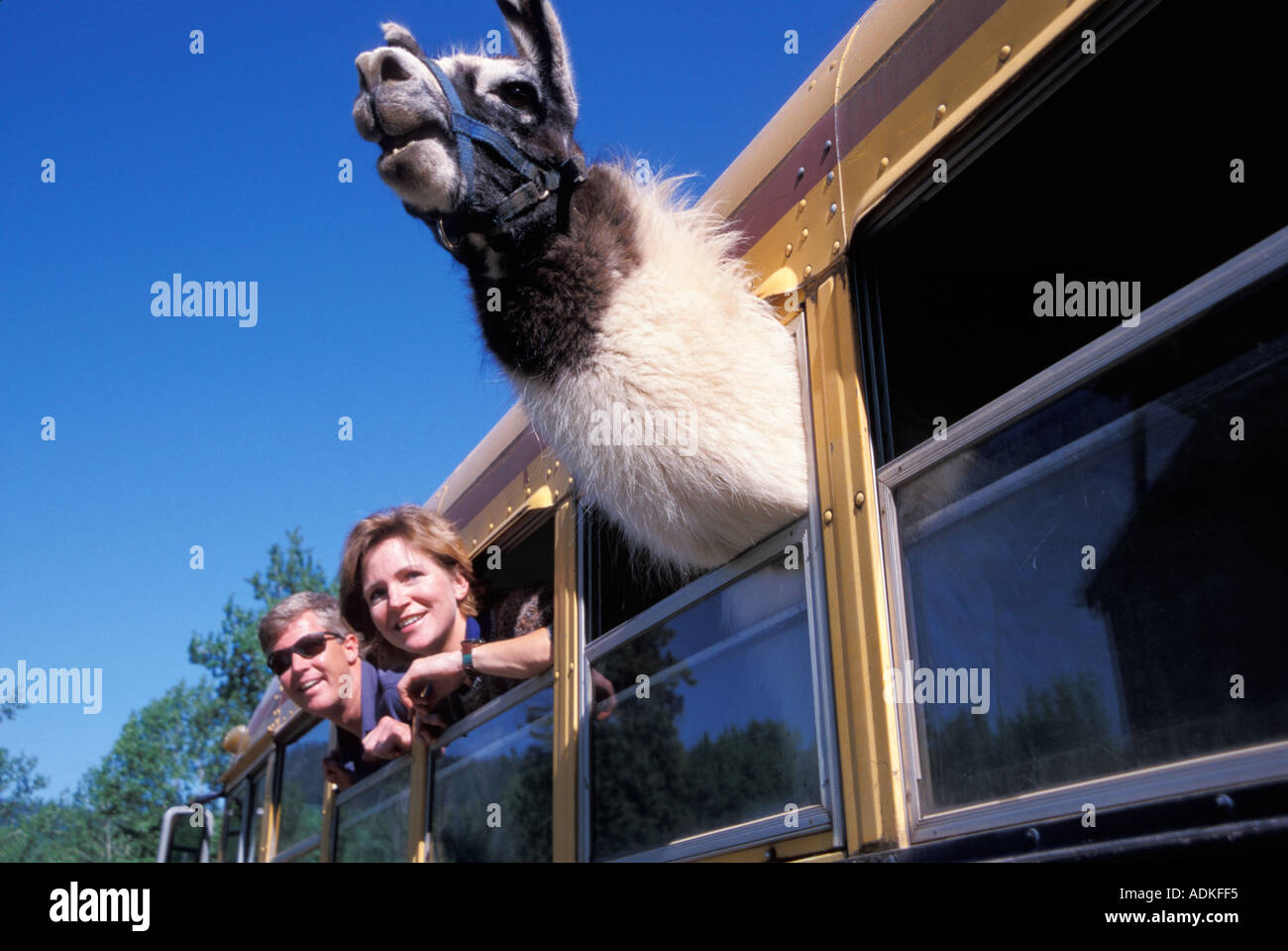 Llama coller sa tête hors de la fenêtre d'un Schoolbus Banque D'Images
