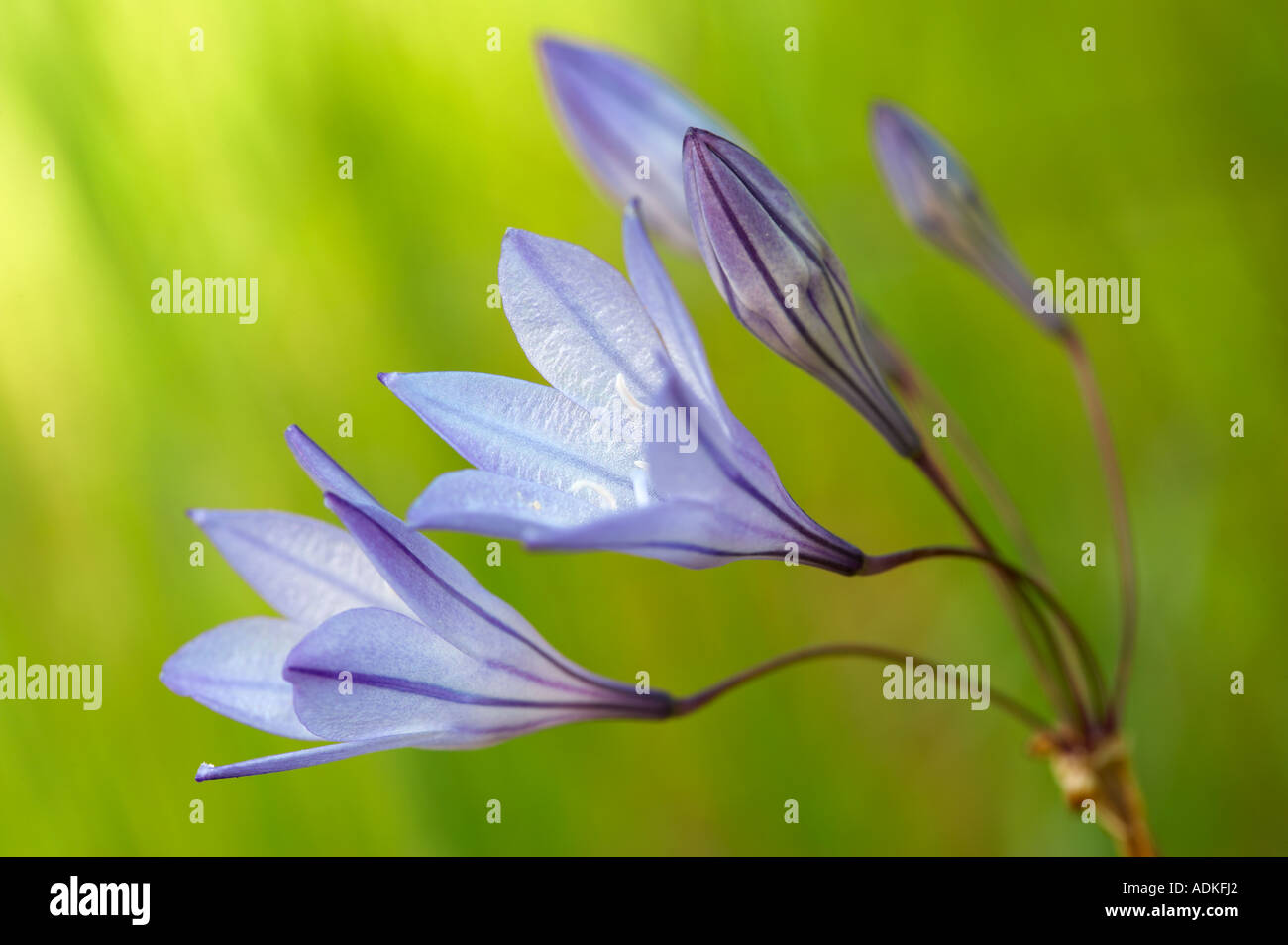 Le Triteleia laxa Ithuriel s lance Bear Valley en Californie Banque D'Images