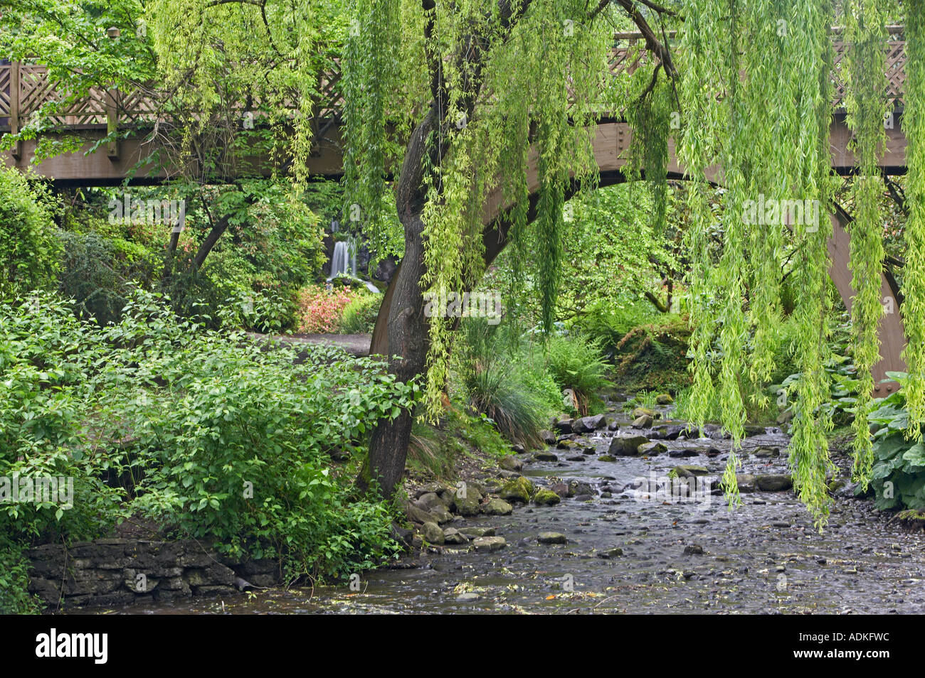 Cascade du pont et de saule dans Crystal Springs Rhododendron Garden Portland Oregon Banque D'Images