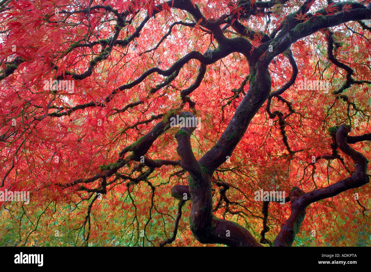 Japanese Maple Tree dans la couleur de l'automne les jardins japonais de Portland Oregon Banque D'Images