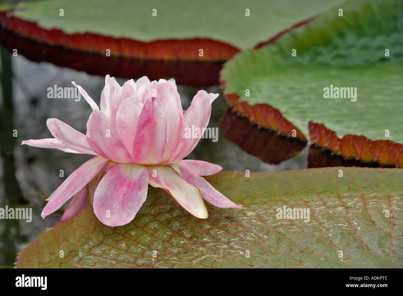 Amazon Water Lily blossom Aventure x Victoria Hughes Water Gardens Florida Banque D'Images