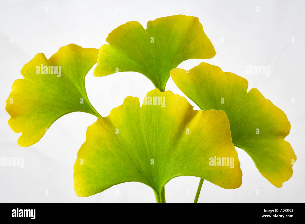 Couleur automne Feuilles Ginko Ginko biloba Tigard Oregon Banque D'Images