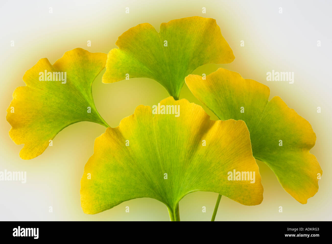 Couleur automne Feuilles Ginko Ginko biloba Tigard Oregon Banque D'Images