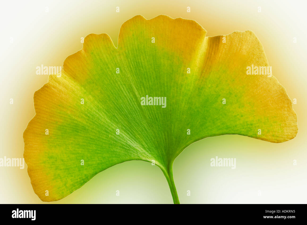 Couleur automne Ginko Ginko biloba leaf Tigard Oregon Banque D'Images