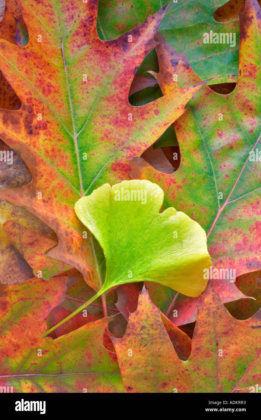 Couleur automne feuille Ginko et feuilles de chêne Wilsonville Oregon Banque D'Images