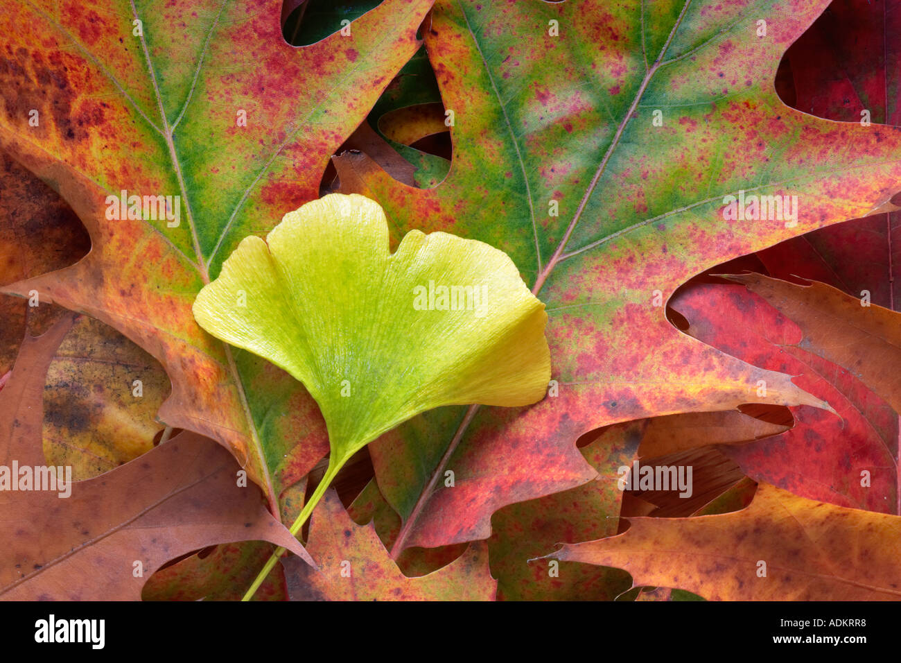 Couleur automne feuille Ginko et feuilles de chêne Wilsonville Oregon Banque D'Images