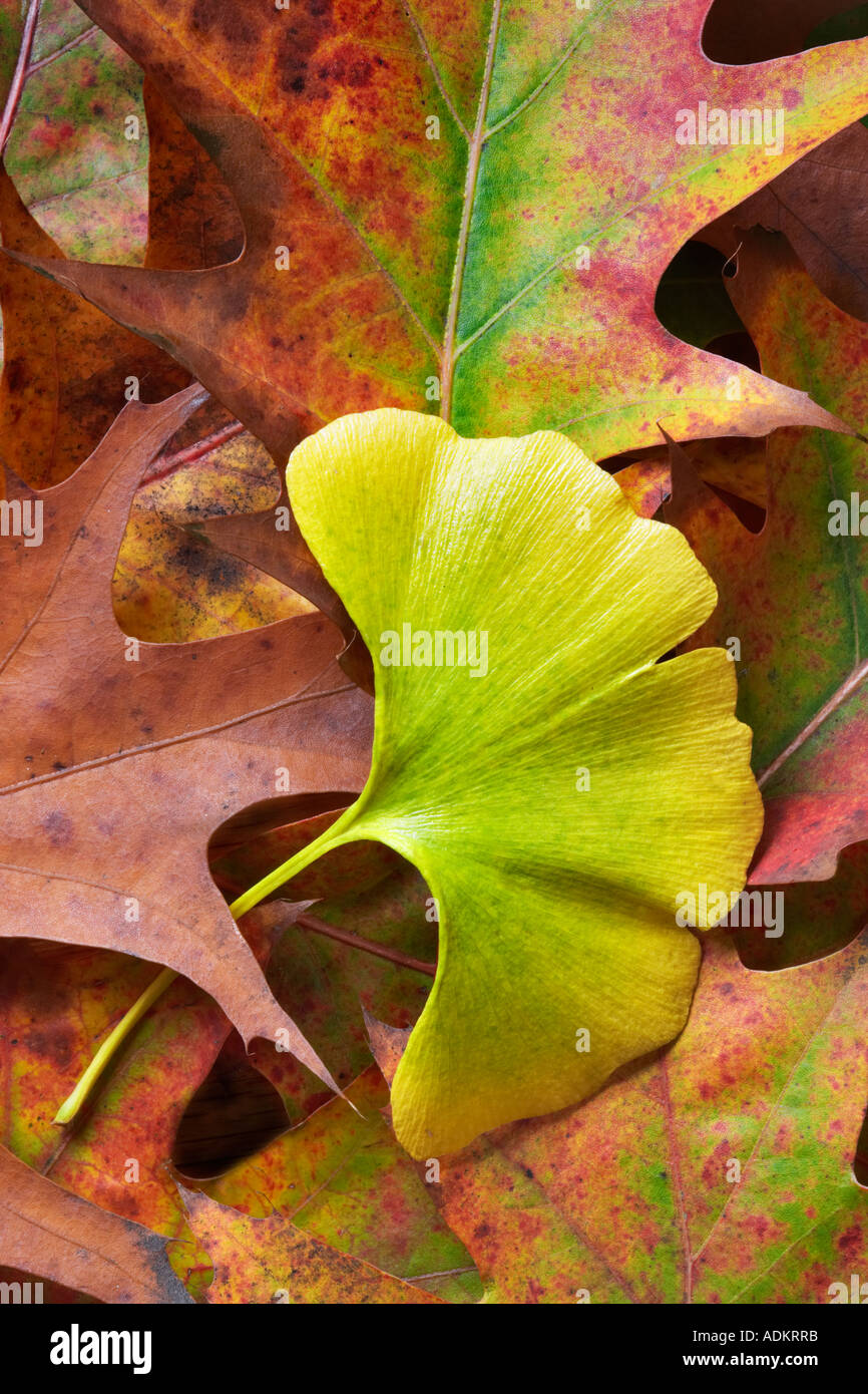 Couleur automne feuille Ginko et feuilles de chêne Wilsonville Oregon Banque D'Images