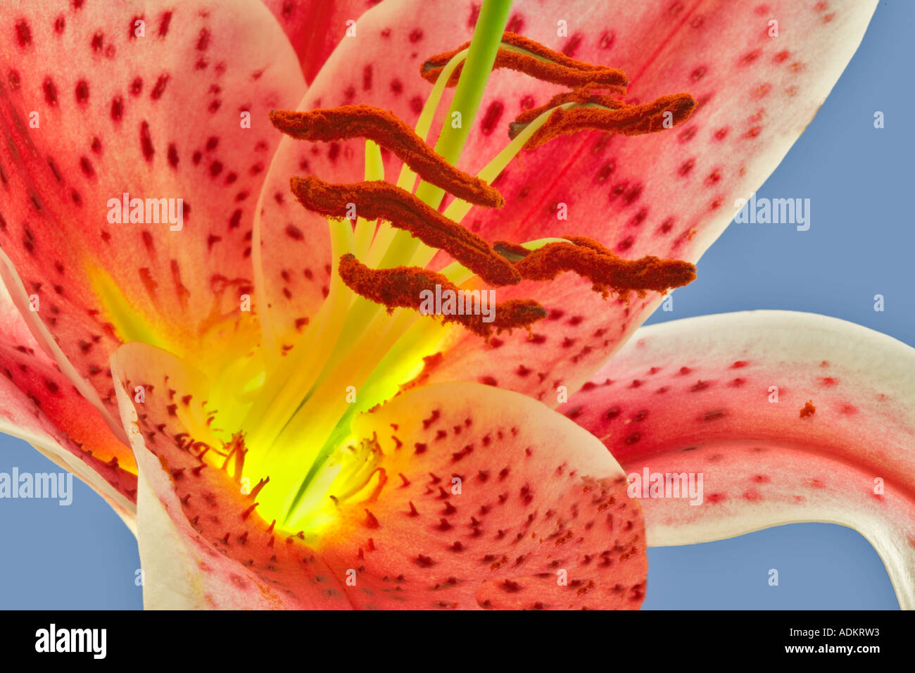 Star Gazer Lily close up Banque D'Images