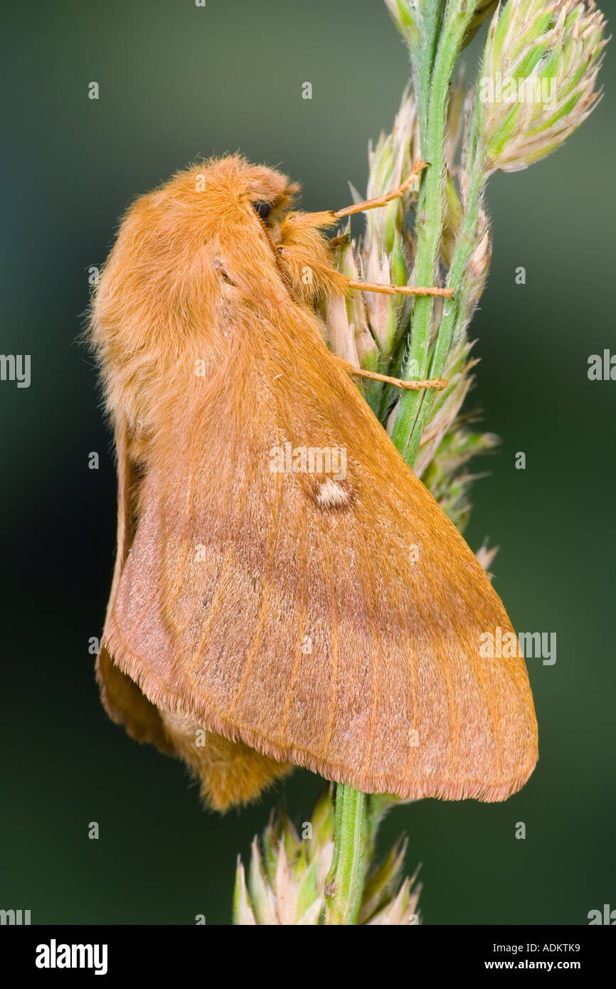 Lasiocampa trifolii Grass Eggar au repos et tête d'herbe montrant caractéristiques et détails avec nice hors focus contexte potton Banque D'Images