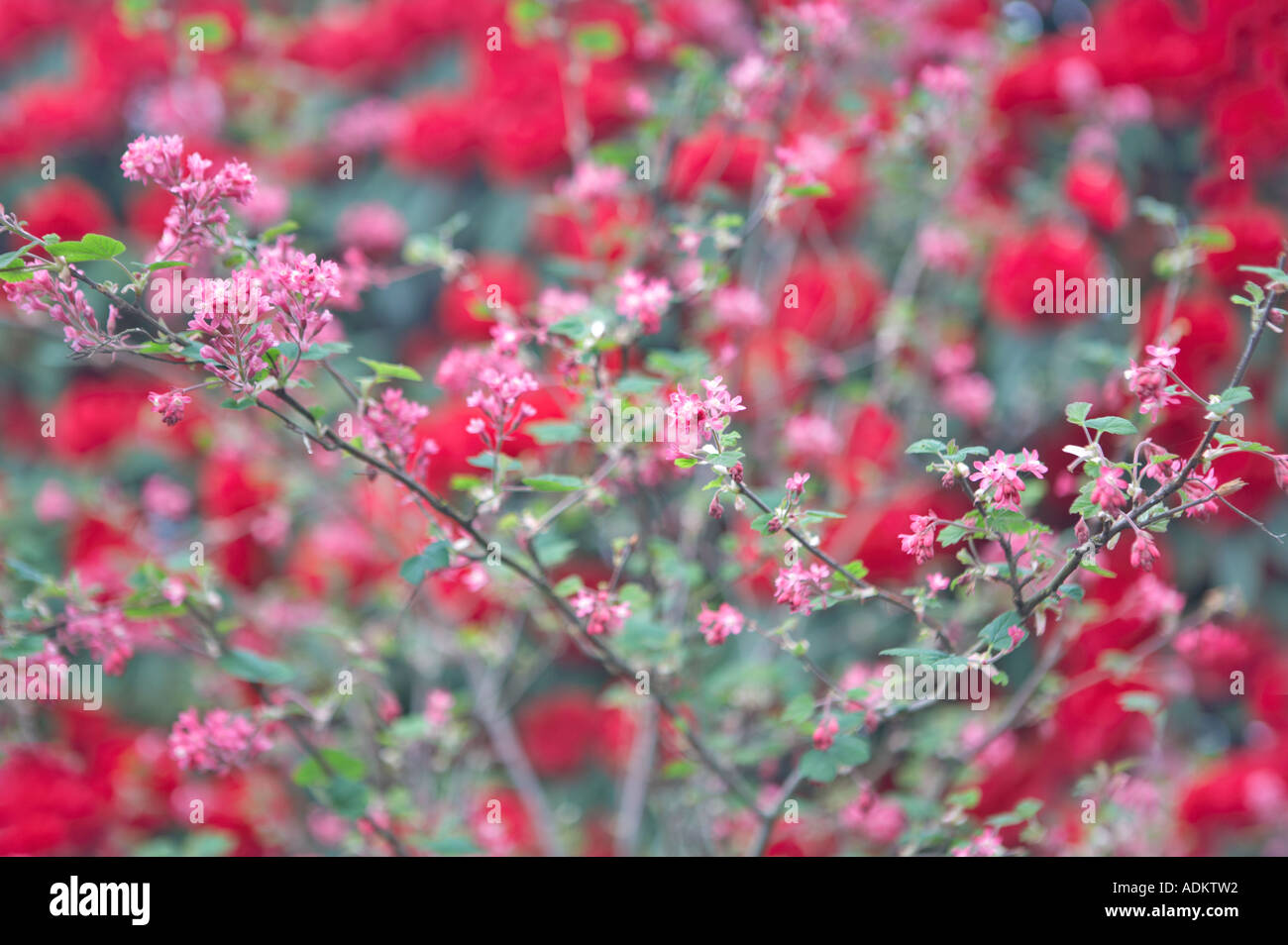 Fleurs groseillier rouge avec fleurs de rhododendron Rhododendron Crystal Springs Garden Oregon Banque D'Images