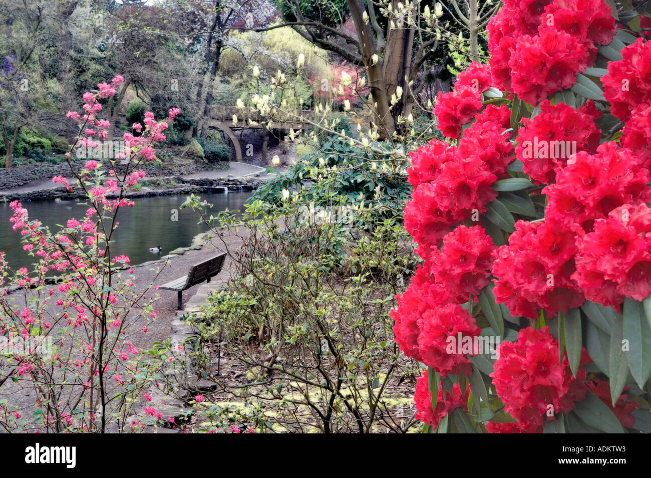 Fleurs groseillier rouge avec fleurs de rhododendron Rhododendron Crystal Springs étang et jardin Oregon Banque D'Images