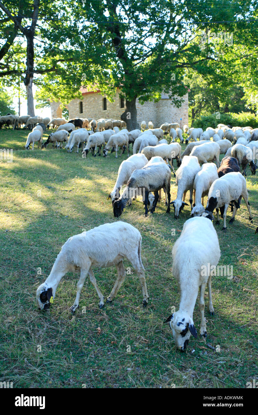 Troupeau de moutons dans les montagnes près de Taxiarchis sur la péninsule de Chalcidice en Grèce Banque D'Images