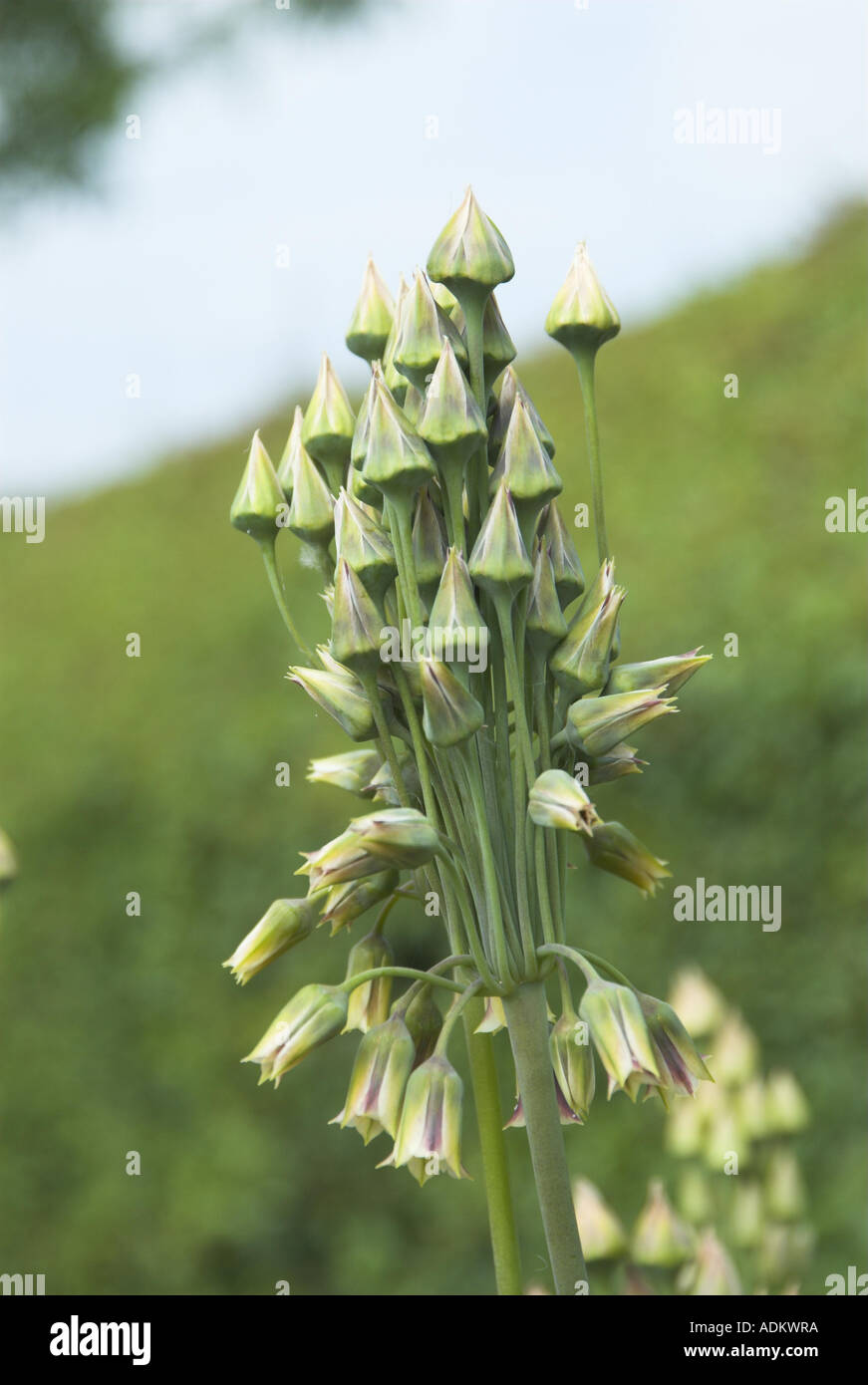 L'Allium cernuum oignon ornementale vue rapprochée de têtes de graine au milieu de l'été Juin Norfolk Banque D'Images