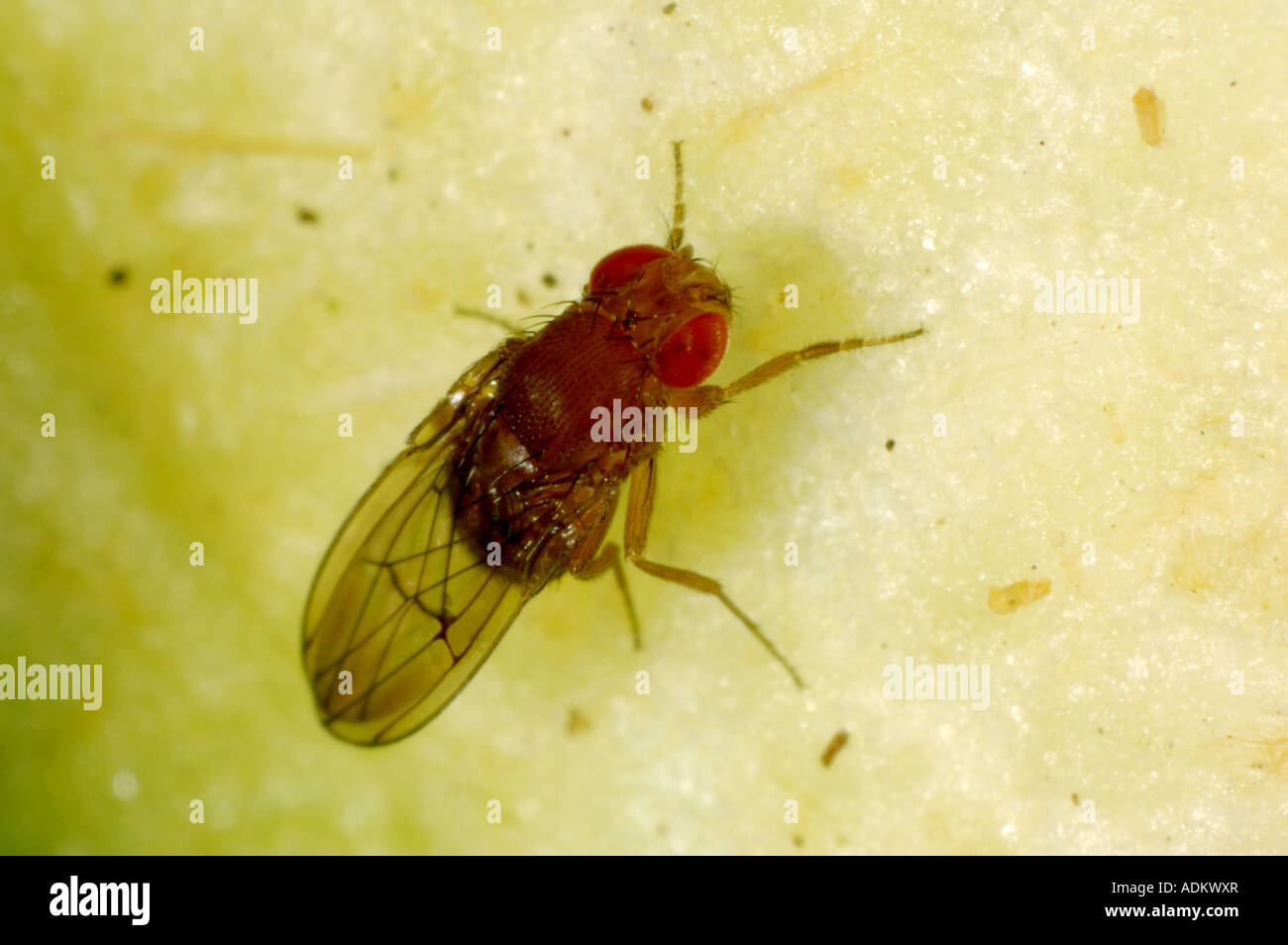 Des profils mouche à fruit Drosophila sp un genre utilisé pour des expériences en raison de leur cycle de reproduction rapide Banque D'Images