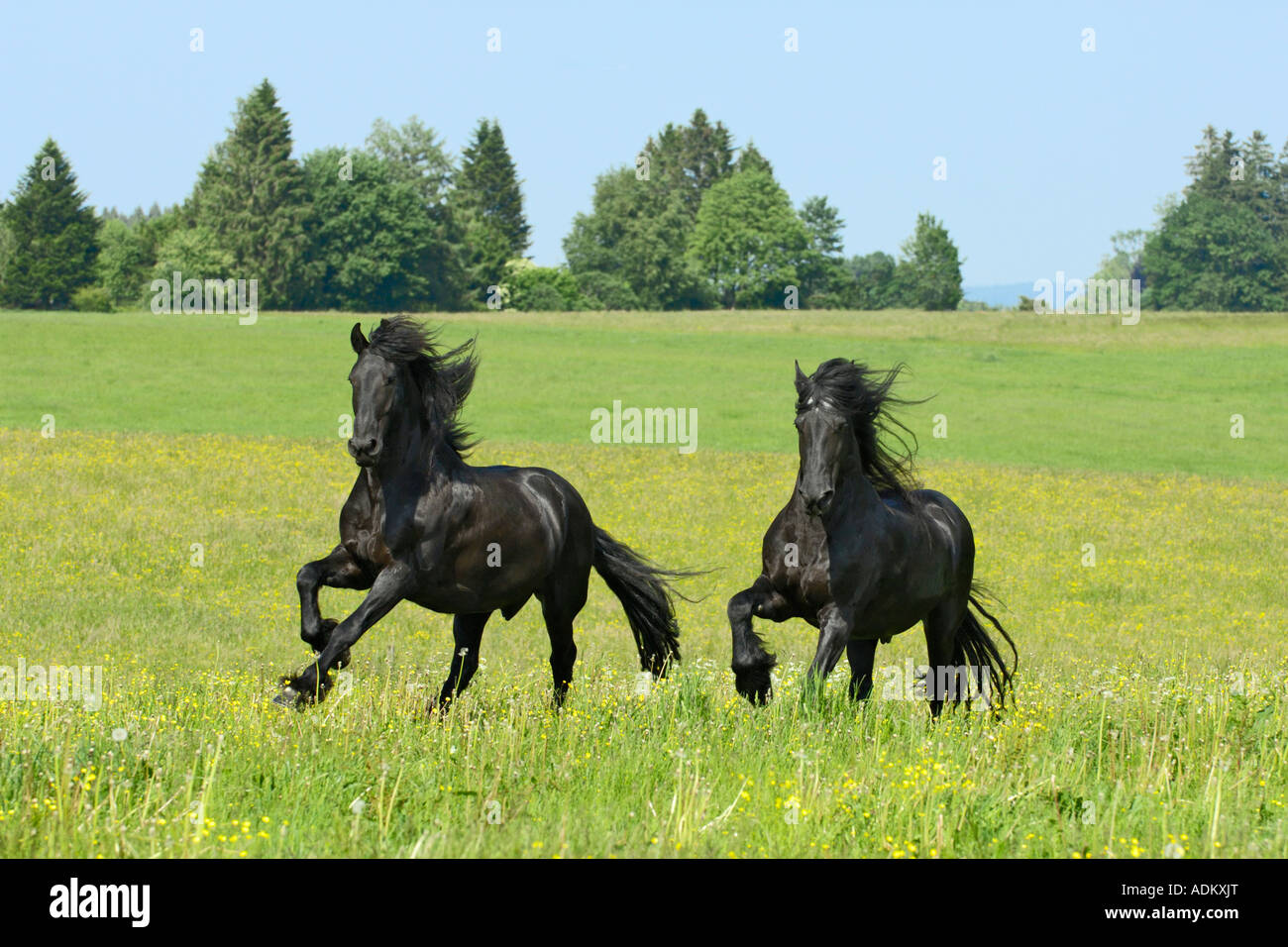 Deux chevaux frisons galopant dans le paddock Banque D'Images