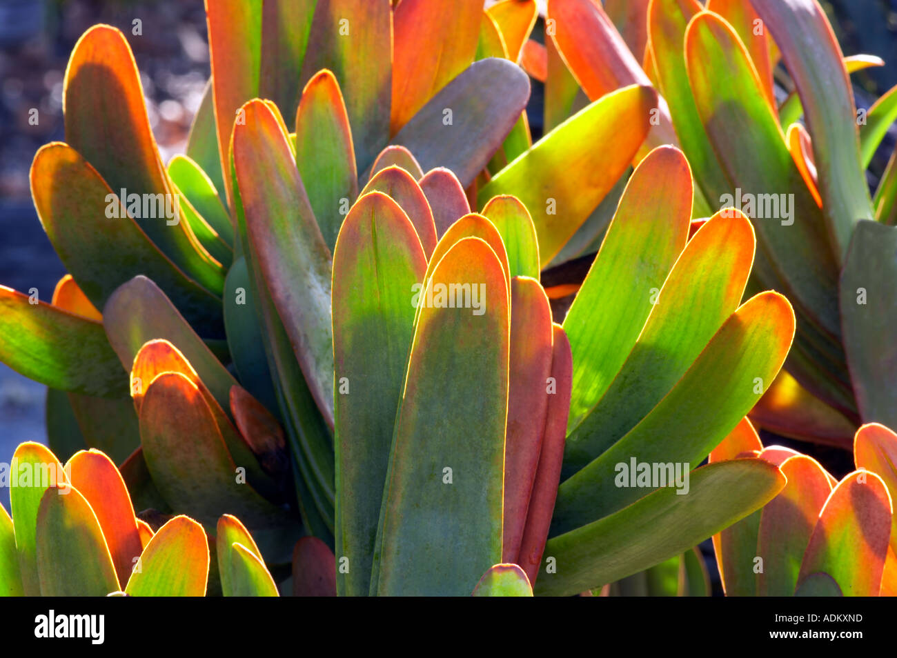 Aloe Aloe plicatilis Mendoceno ventilateur Coast Botanical Gardens Californie Banque D'Images