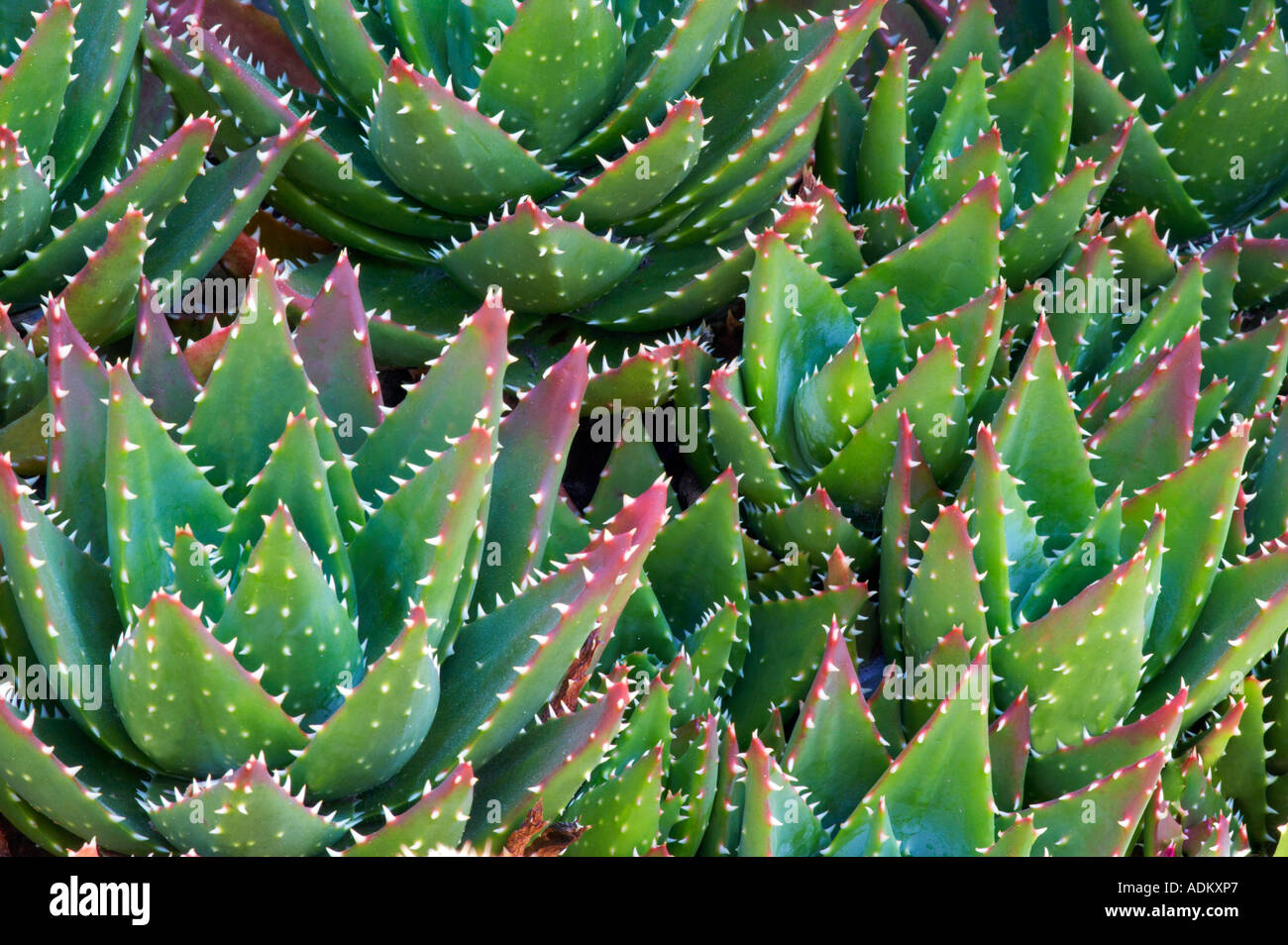 Plante Aloe brevifolia Mendoceno hybride Coast Botanical Gardens Californie Banque D'Images