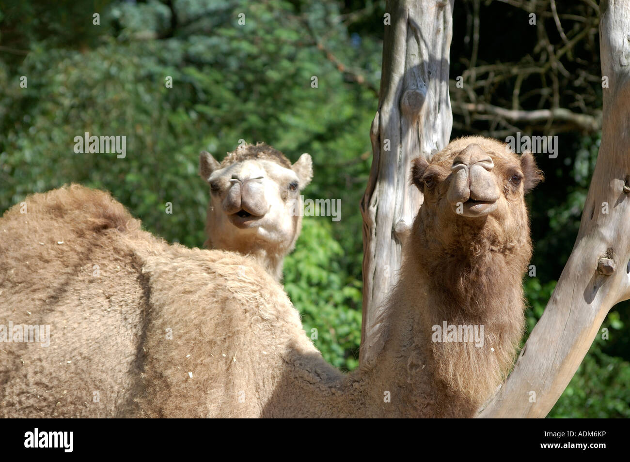 Une paire de chameaux dromadaire camelus dromedarius Banque D'Images