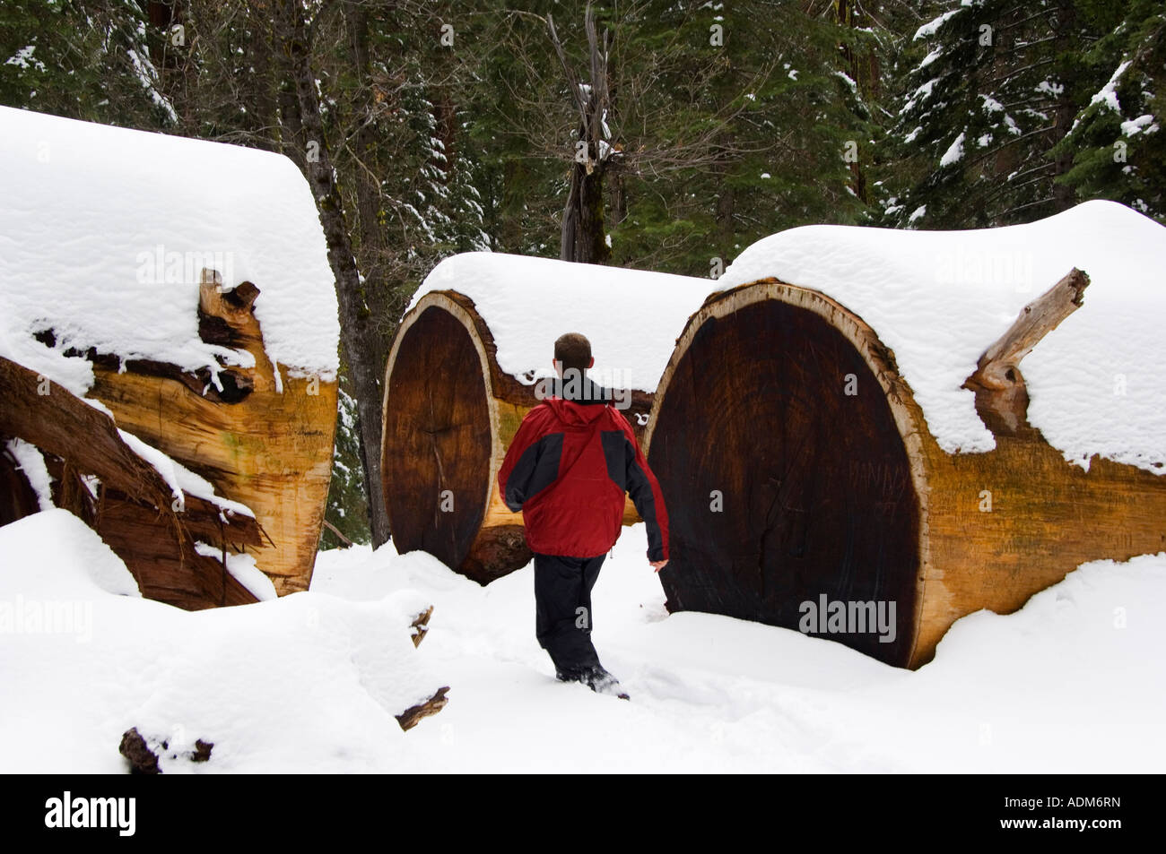 USA Californie Yosemite National Park un walker jouit de la neige fraîche de l'automne sur les arbres de séquoias géants à Mariposa Grove MR Banque D'Images