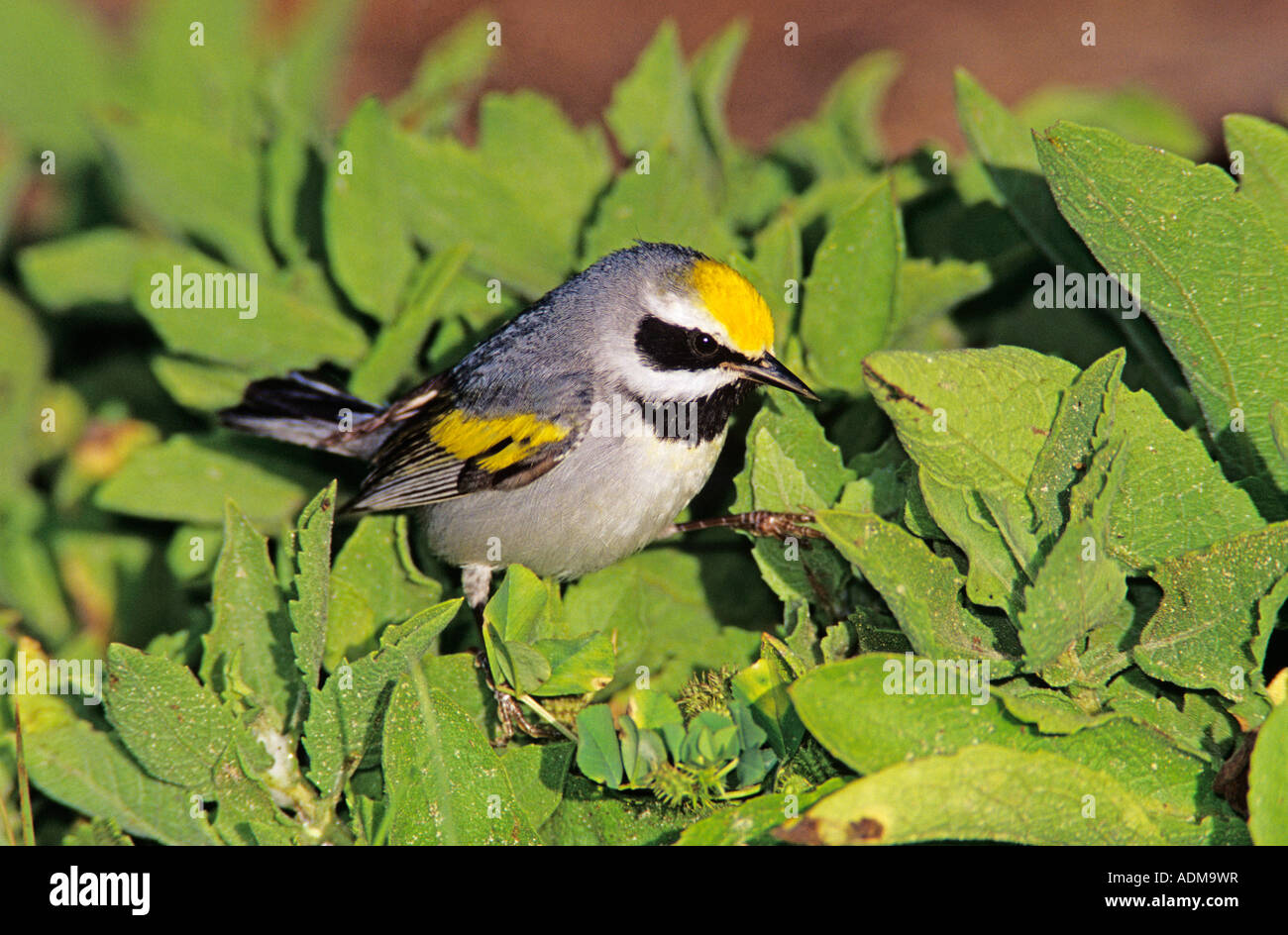 Golden-winged Warbler Vermivora chrysoptera homme South Padre Island Texas USA Mai 2005 Banque D'Images
