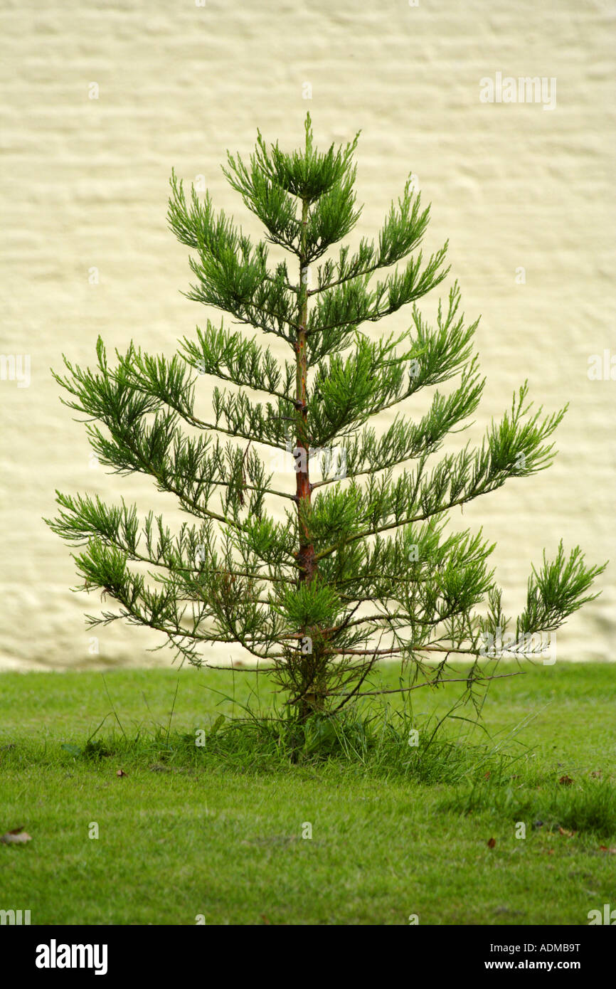 Jeune arbre Banque D'Images