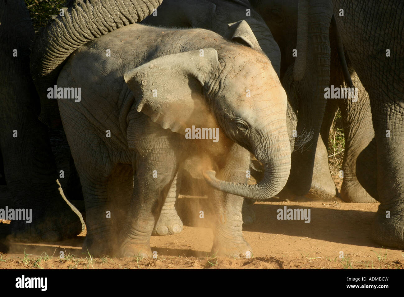 Bébé éléphant africain chasse-poussière d'être guidé par sa mère, la malle de Shamwari Game Reserve, Eastern Cape, Afrique du Sud Banque D'Images