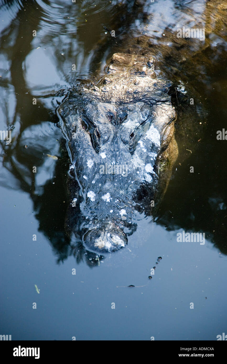 St Augustine Alligator Farm St Augustine Florida USA Banque D'Images