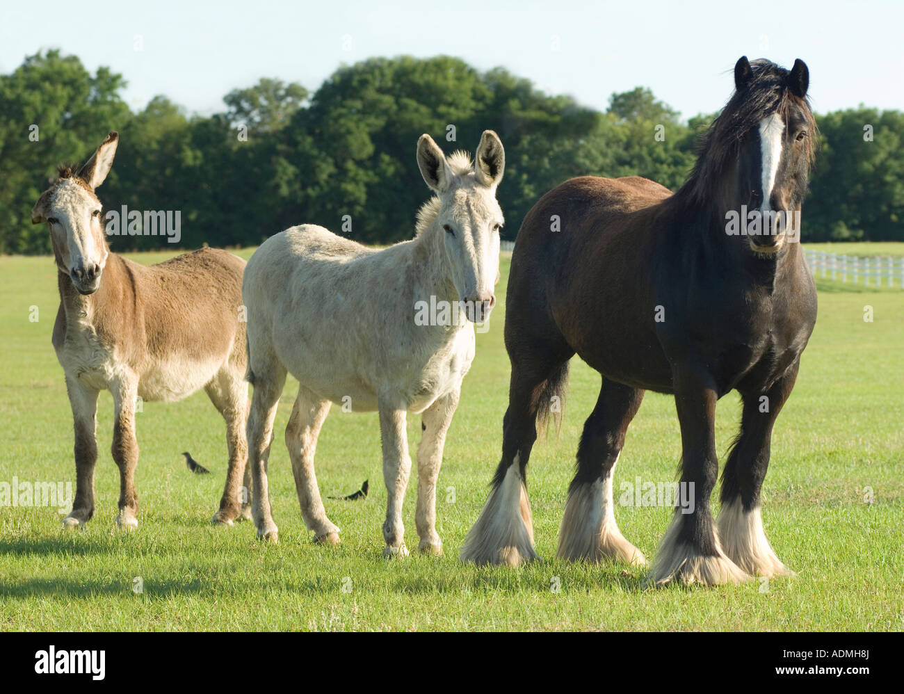 Shire nain Draft Horse stallion dans les enclos avec deux amis mule Banque D'Images