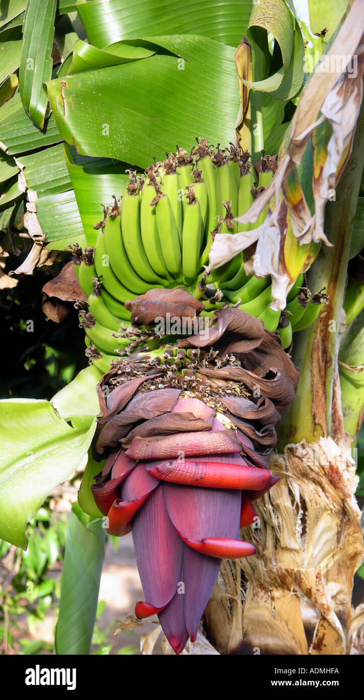 Banane banane arbuste plante avec fleurs et fruits blossom Crète Grèce KRETA Griechenland CRETIAN BANANA Banque D'Images
