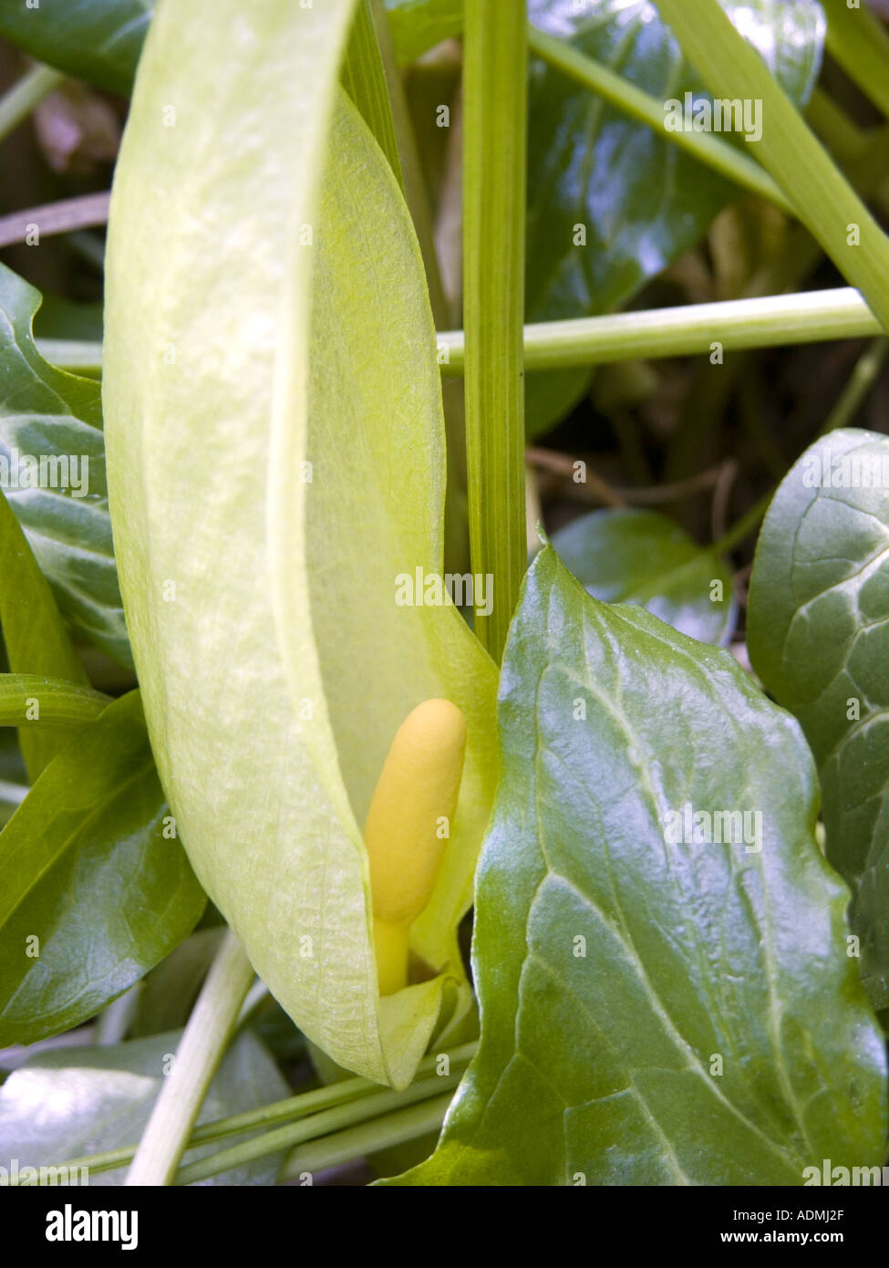 ARACEAE Arum Maculatum L Aron Aronstab subatl Geophyt hygromorph smed Banque D'Images