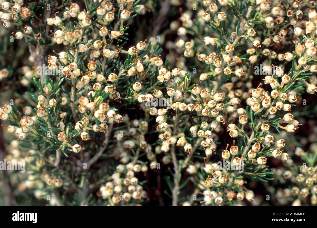 Tree heath (Erica arborea), blooming Banque D'Images