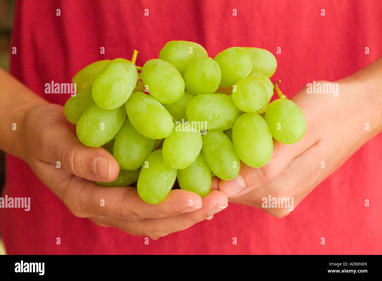 Femmes Mûres, berçant des raisins sans pépins blancs sains frais Banque D'Images