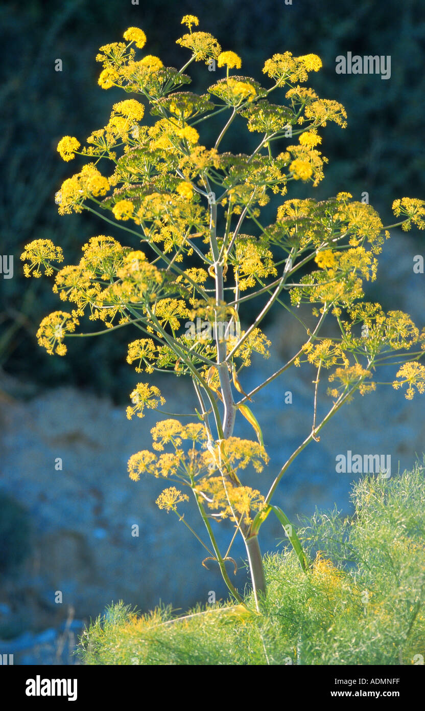 Ferula communis (ammoniacum africaine), inflorescence Banque D'Images