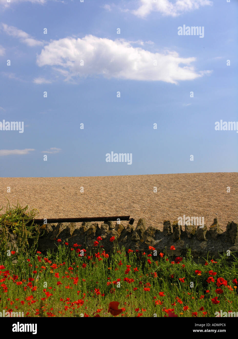 De plus en plus des coquelicots sur la plage de West Bay, Dorset Banque D'Images