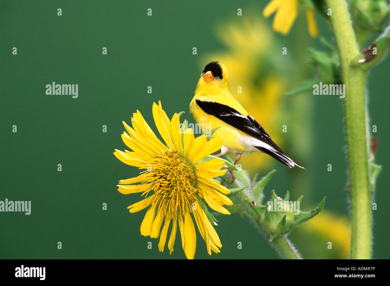 Chardonneret jaune perché sur les fleurs de tournesol Banque D'Images