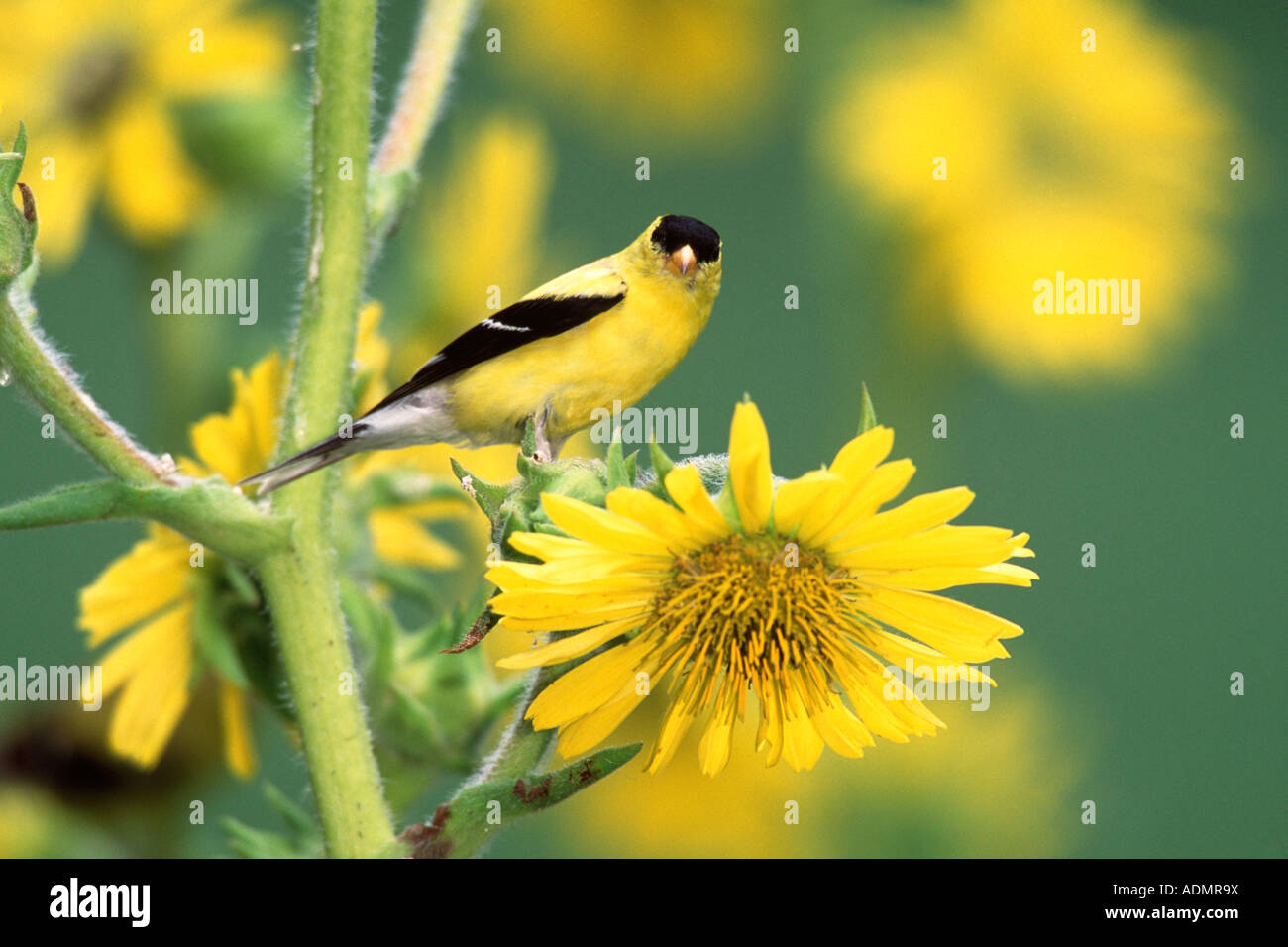 Chardonneret jaune perché dans les fleurs de tournesol Banque D'Images