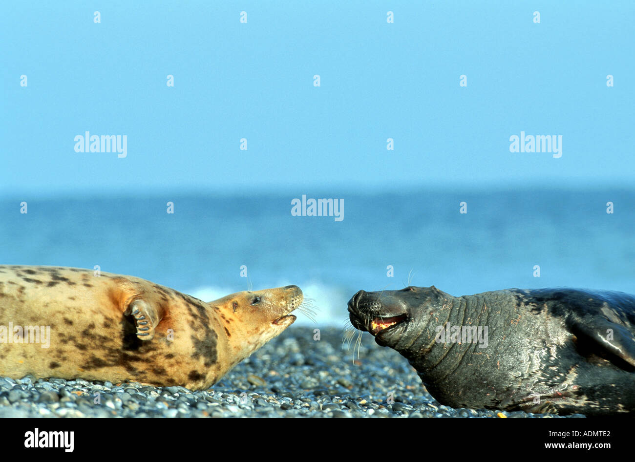 Phoque gris (Halichoerus grypus), Bull et Femme, Allemagne, Schleswig-Holstein, dune Helgoland, Jan 04. Banque D'Images