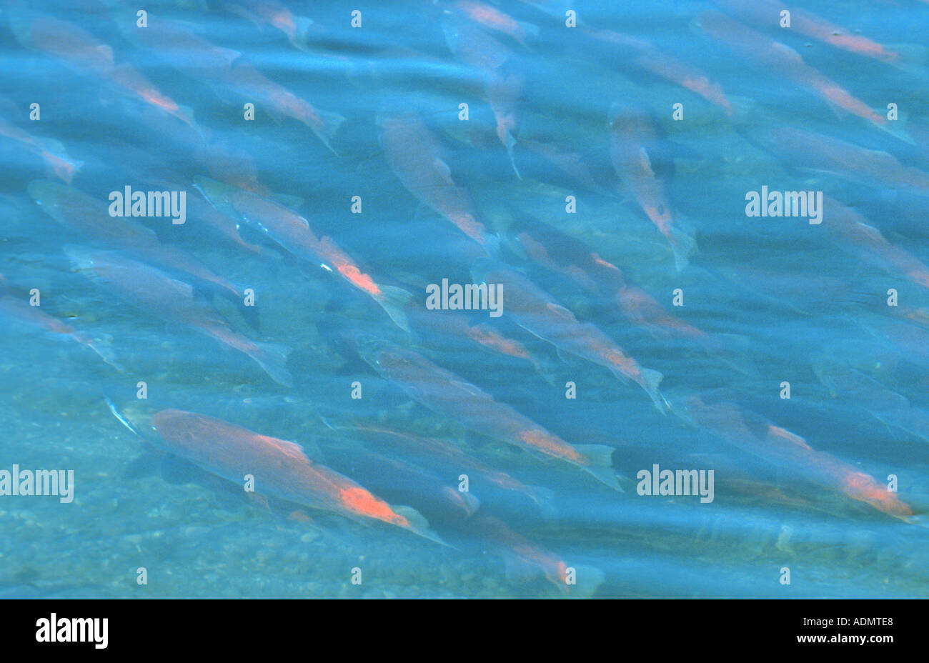 Le saumon rouge, le saumon rouge, le saumon rouge, bleu (Oncorhynchus nerka), les poissons en période de reproduction de l'essaim dans la rivière Brooks, USA, Alask Banque D'Images