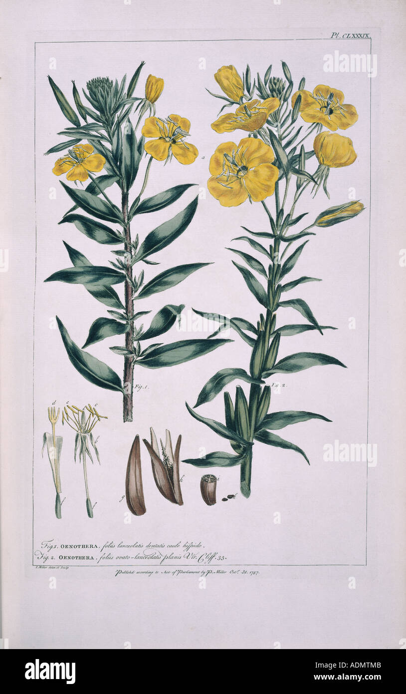 Oenothera parviflora L'Oenothera biennis L Banque D'Images